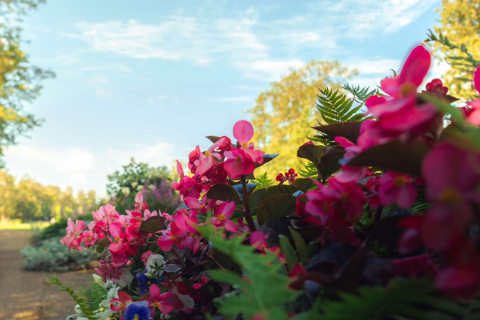 Colorful flowers at Highlands Golf Club during daytime.